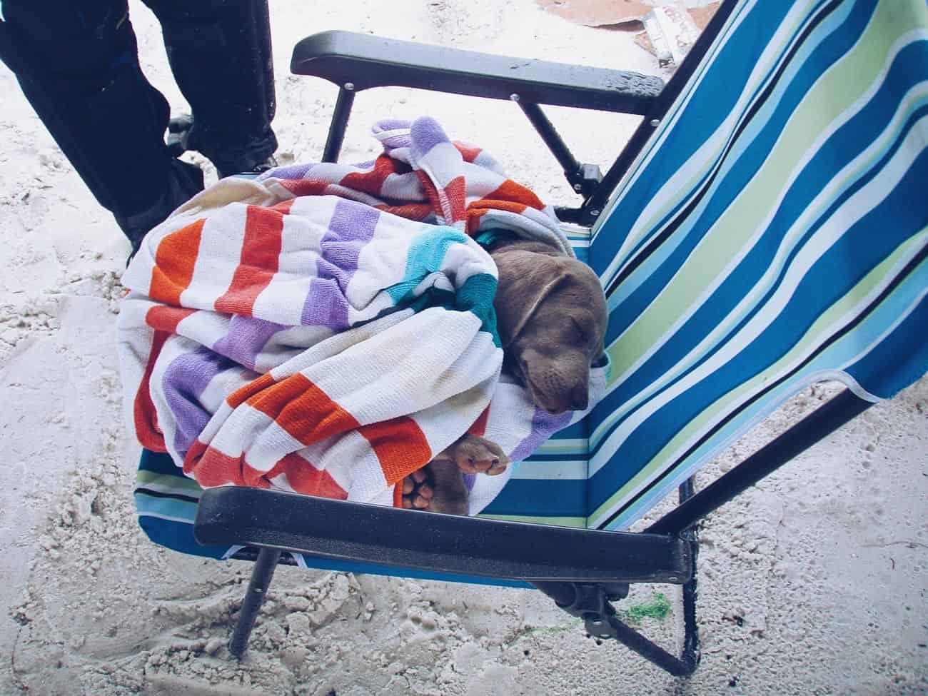 Weimaraner puppy at 10 weeks old at beach in St. Petersburg, FL