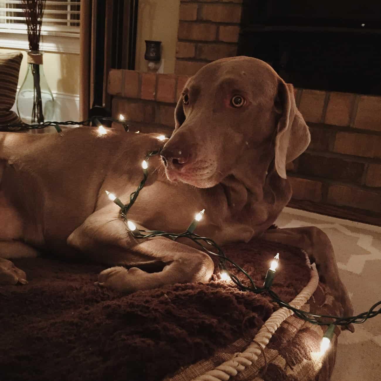 Weimaraner at Christmas