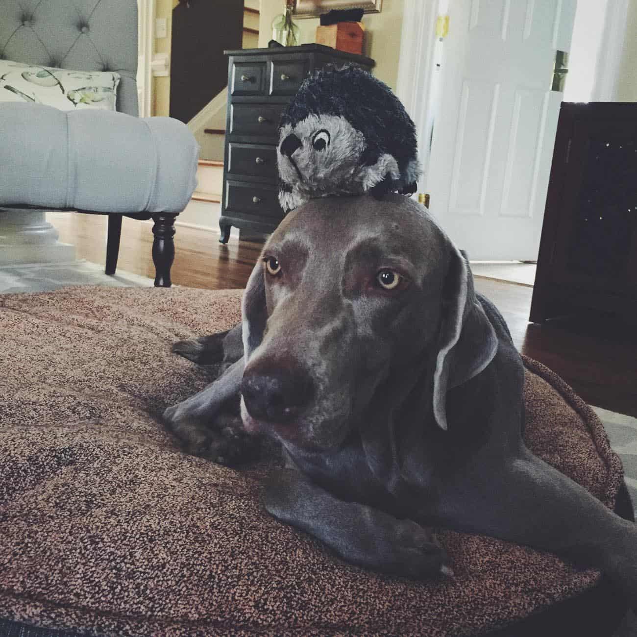 Weimaraner and her toy hedgehog