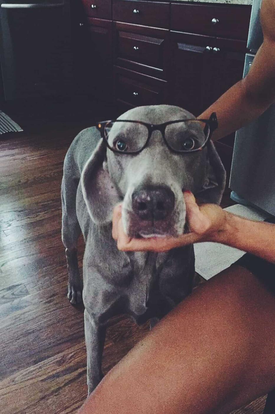 Weimaraner with glasses on