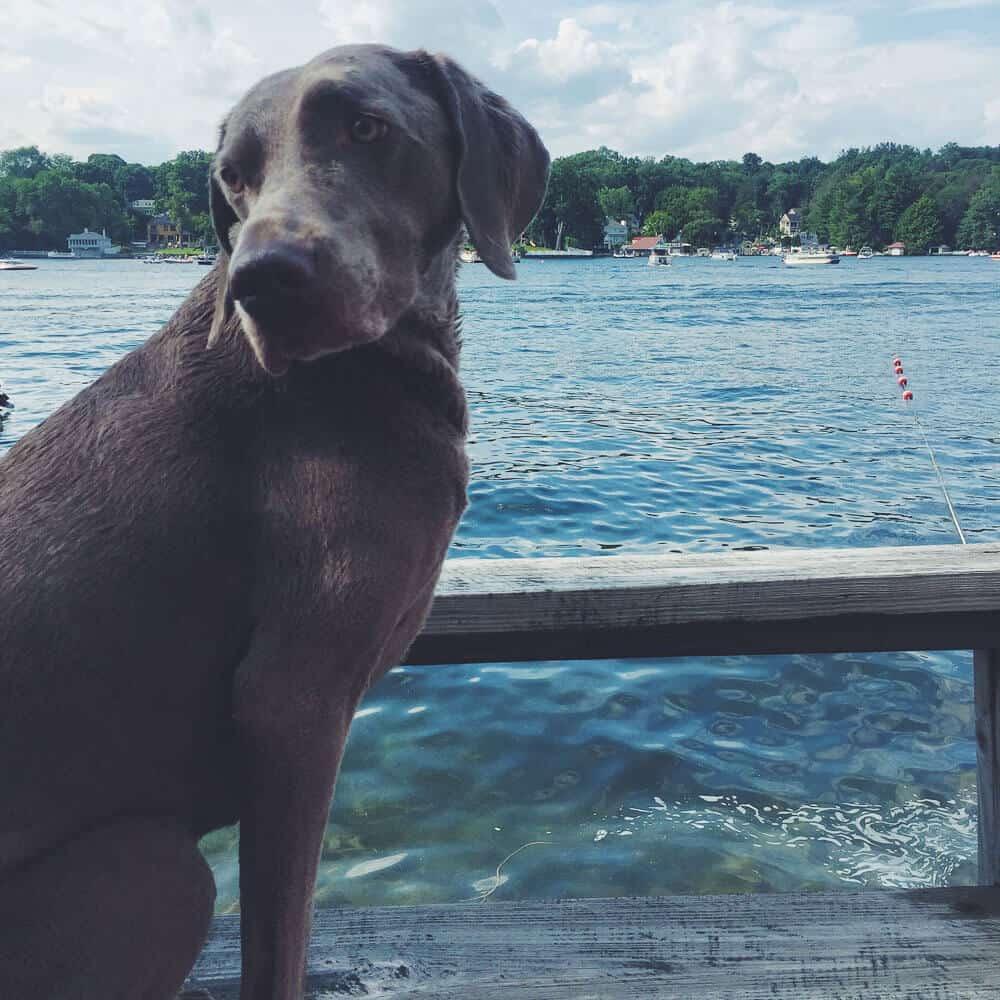 5 Reasons Weimaraners Rule