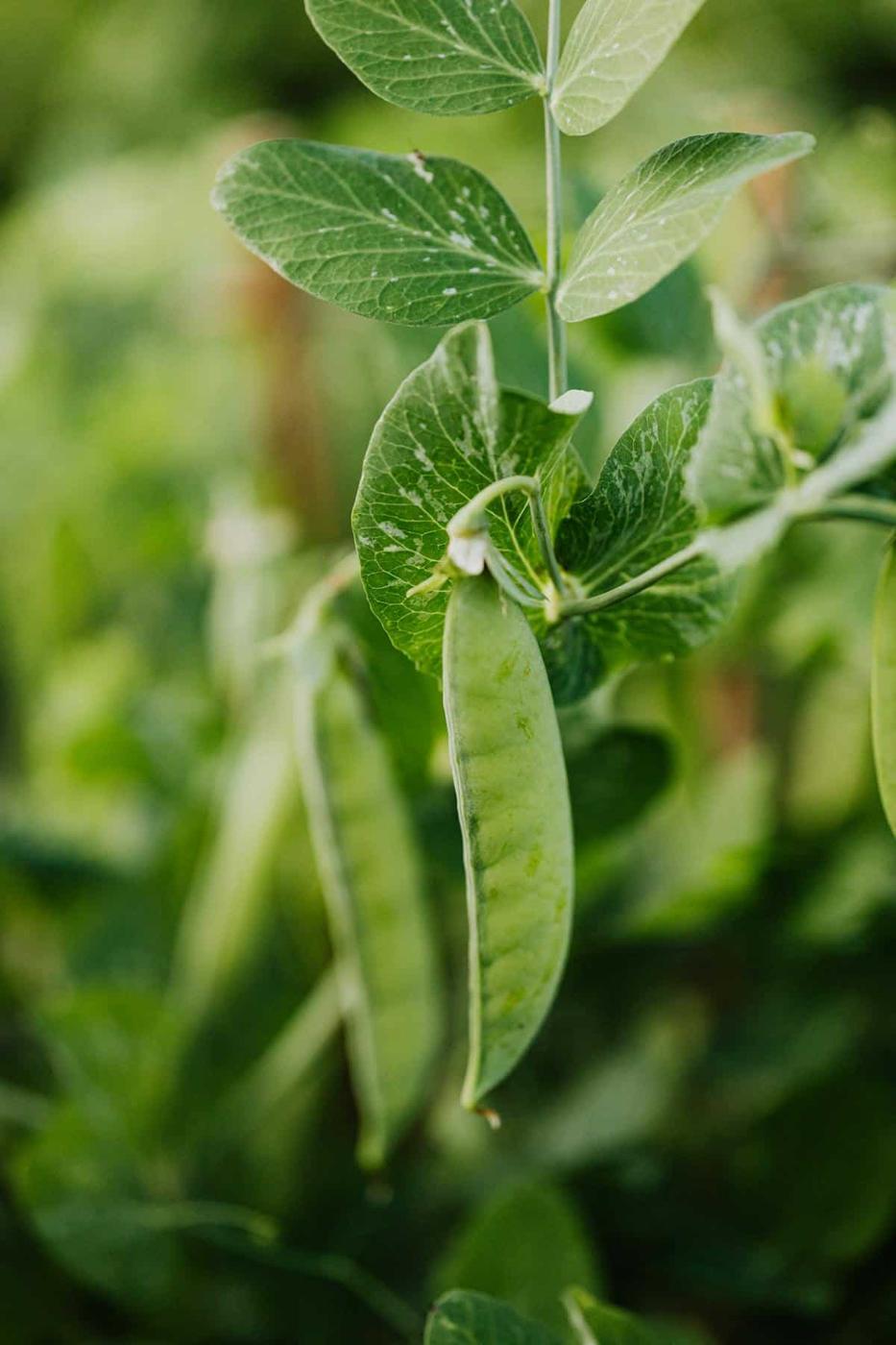 Green pea pods hanging from a plant with lush leaves.