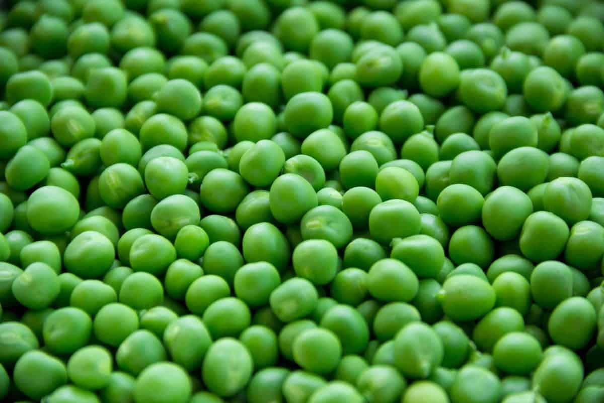 A close-up image of fresh green peas.