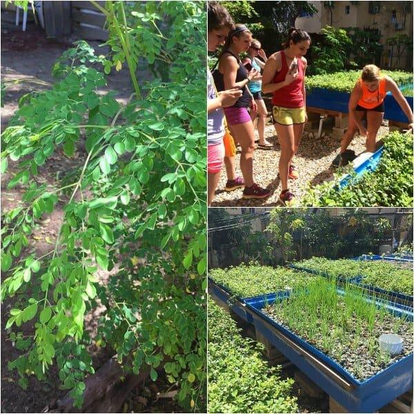 Moringa collage