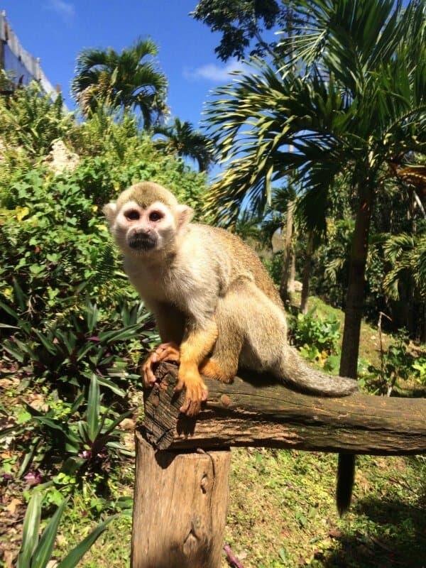 Monkey