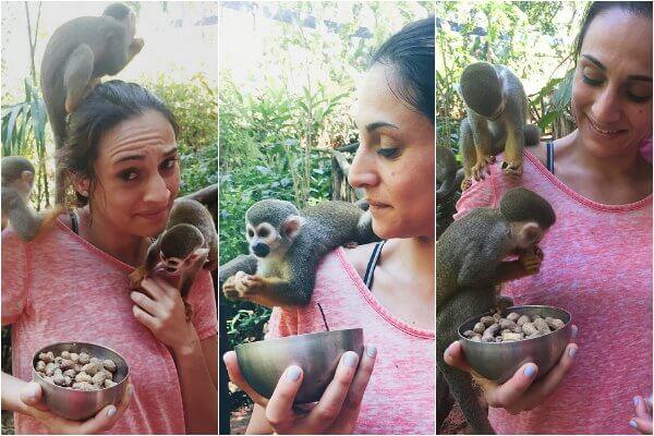 Monkey collage