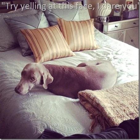 ginger bed