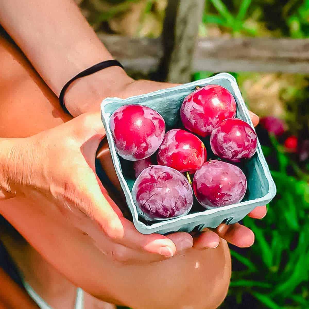 A person holds a small blue carton filled with ripe, red plums. The person's hands are visible, with a black hair tie on their wrist. The background is blurred greenery and a wooden fence.