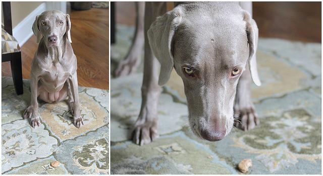 peanut butter dog treats