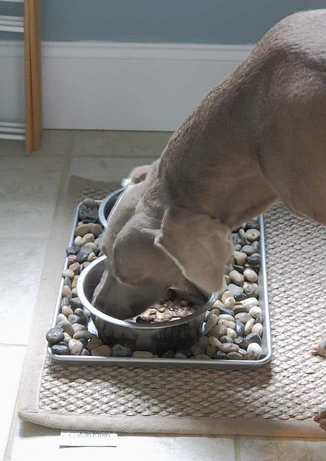 Make your own homemade raw dog food and save tons of money from the store bought stuff.