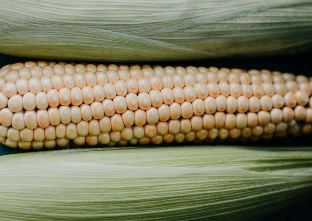 Husked corn on the cob.