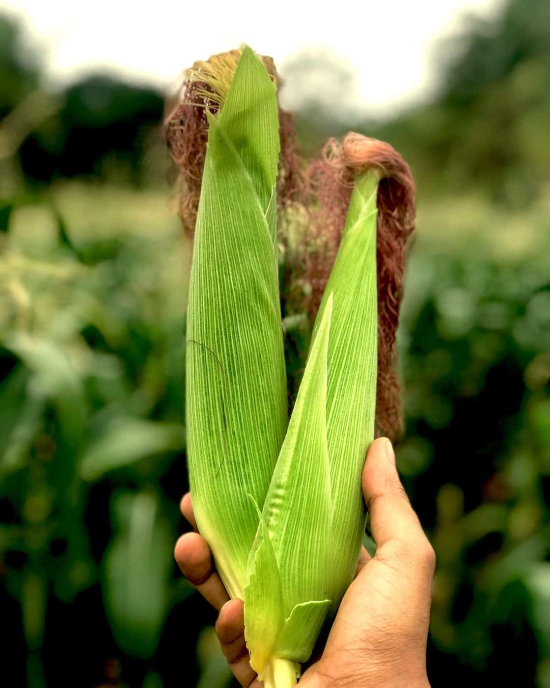 How to Freeze Corn on the Cob