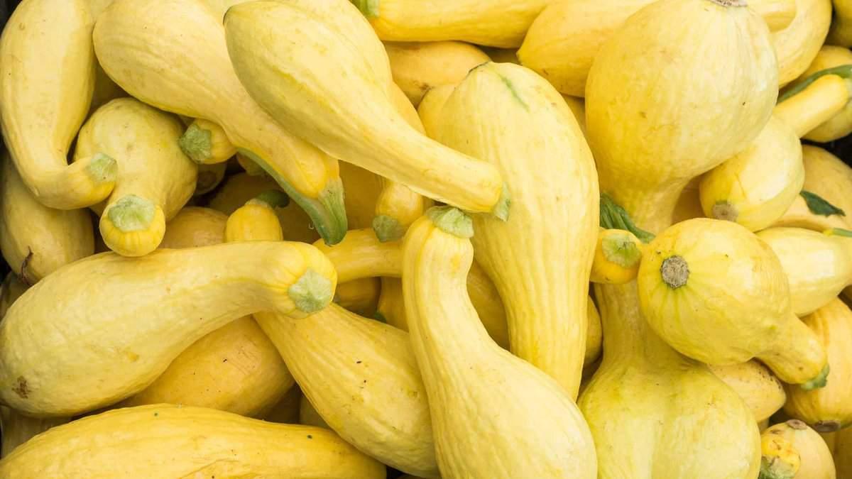 A pile of fresh yellow summer squash, displaying various sizes and shapes, with a textured skin and green-tipped stems.