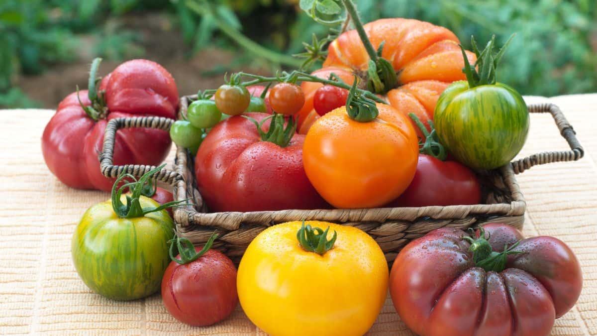 Assorted ripe tomatoes in various colors arranged in a wicker basket and on a table.