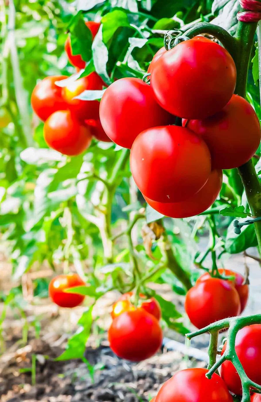 How to Freeze Tomatoes Easily at Home