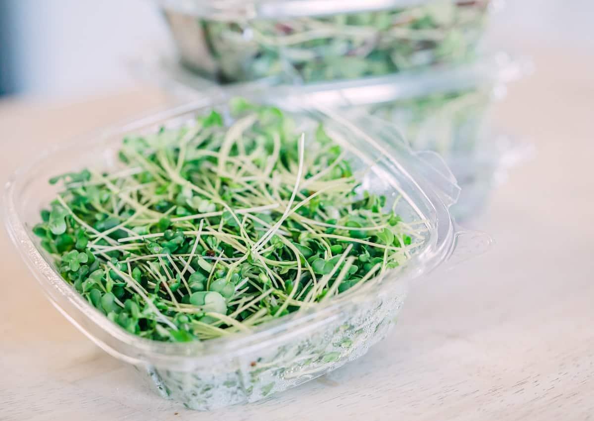 Sprouts in a plastic container.