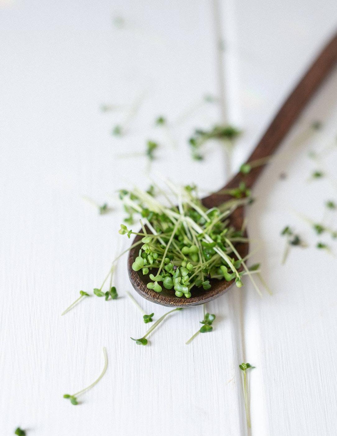 How to Grow Sprouts