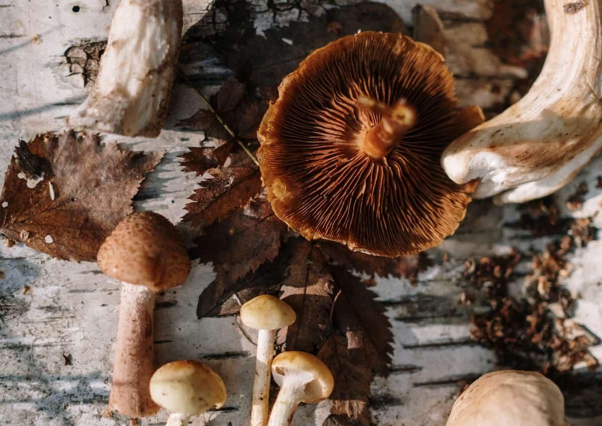 Assorted wild mushrooms in the sunlight.