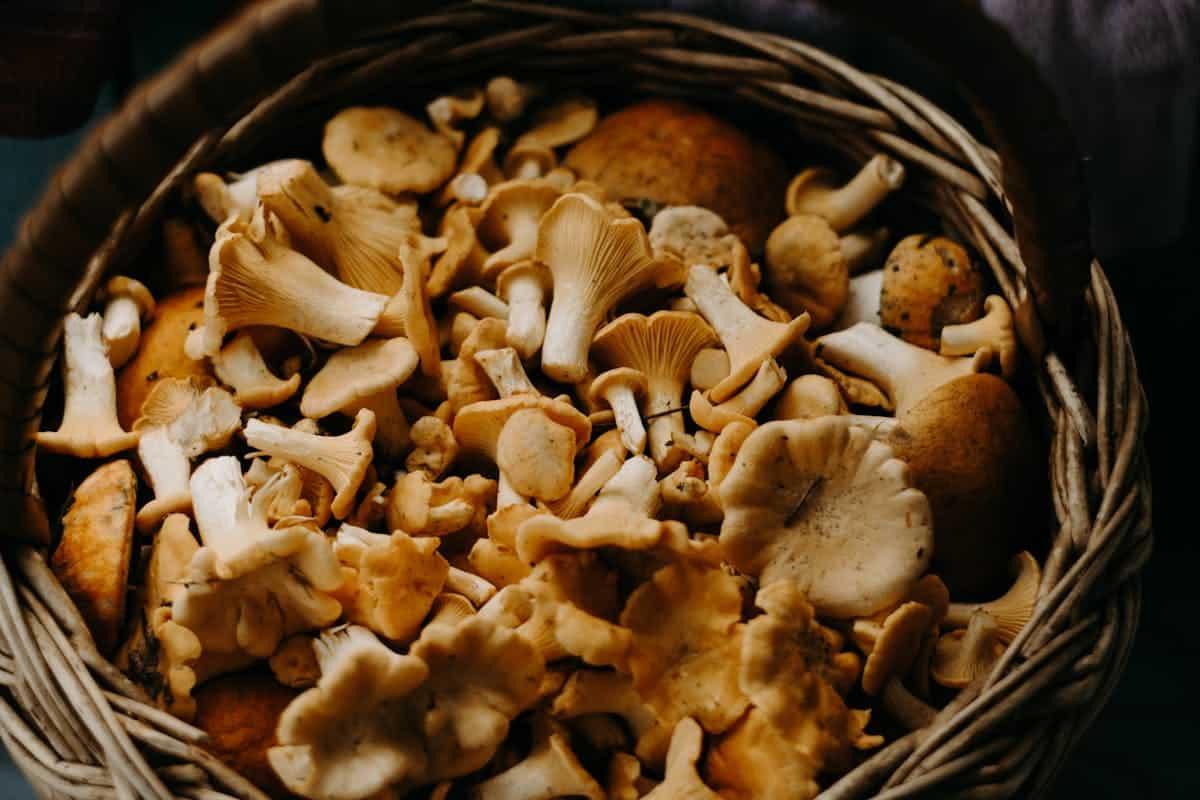 A close-up shot of assorted mushrooms, including chanterelles, in a woven basket. Discover how to store mushrooms to maintain their freshness and flavor.
