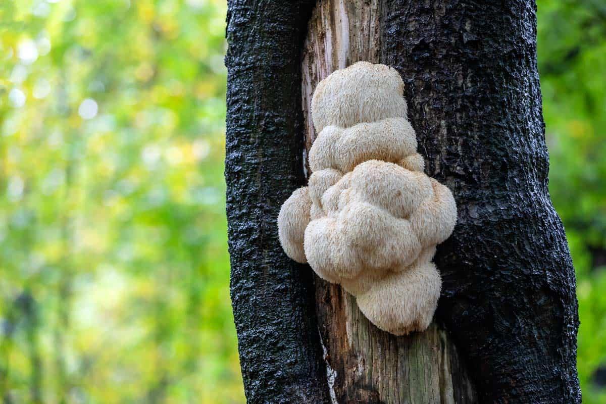 Lion's mane mushrooms growing on a tree.