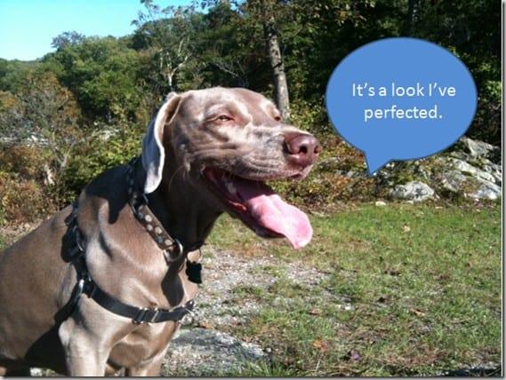 Ginger weimaraner