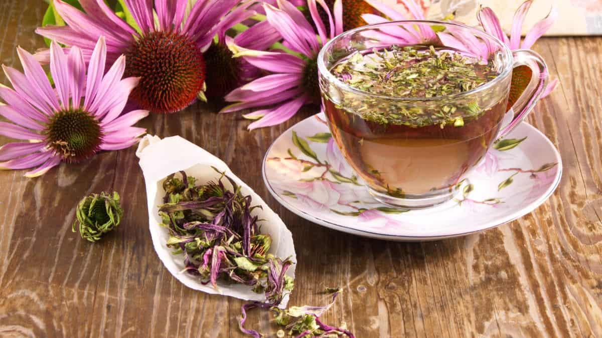 Echinacea Tea served in a glass cup.