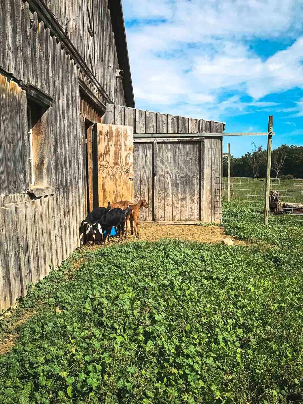 Goats at Sprout Creek Farm in New York