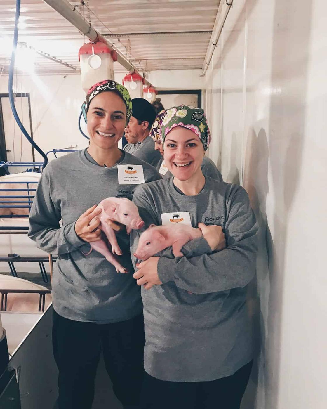 Piglets on Borgic pig farm in farrowing barn