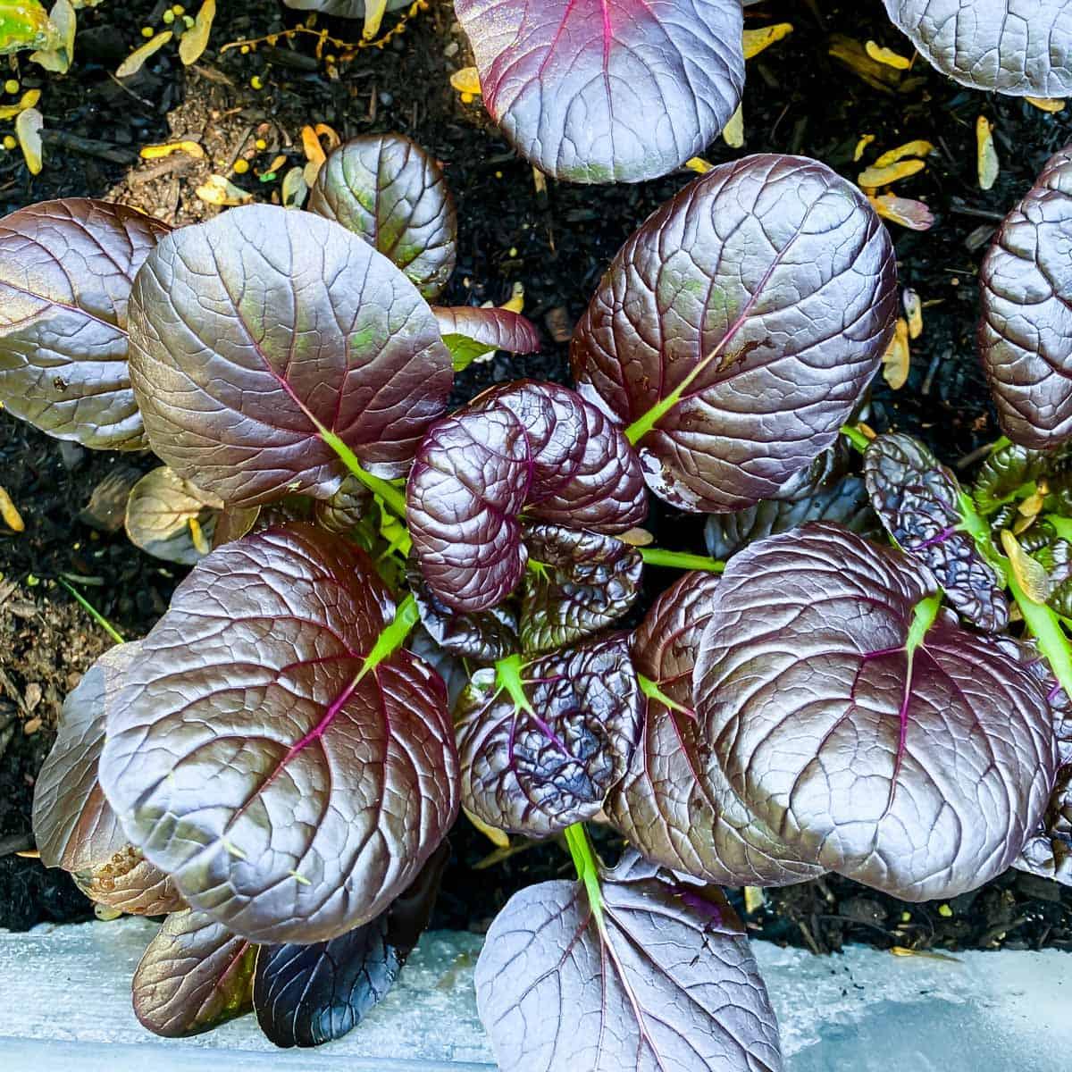 Purple tatsoi plant growing in a garden.