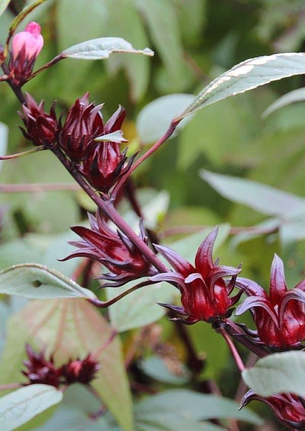 Sorrel optimized