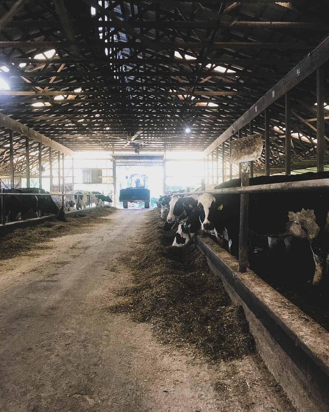 Cow barn at Coon brothers farm in Amenia, NY with tractor