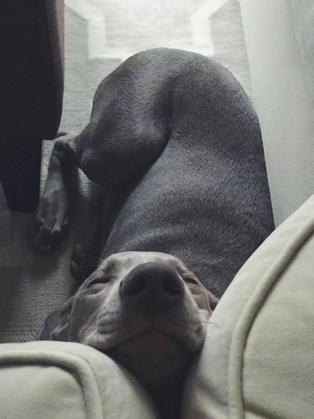 Weimaraner sleeping