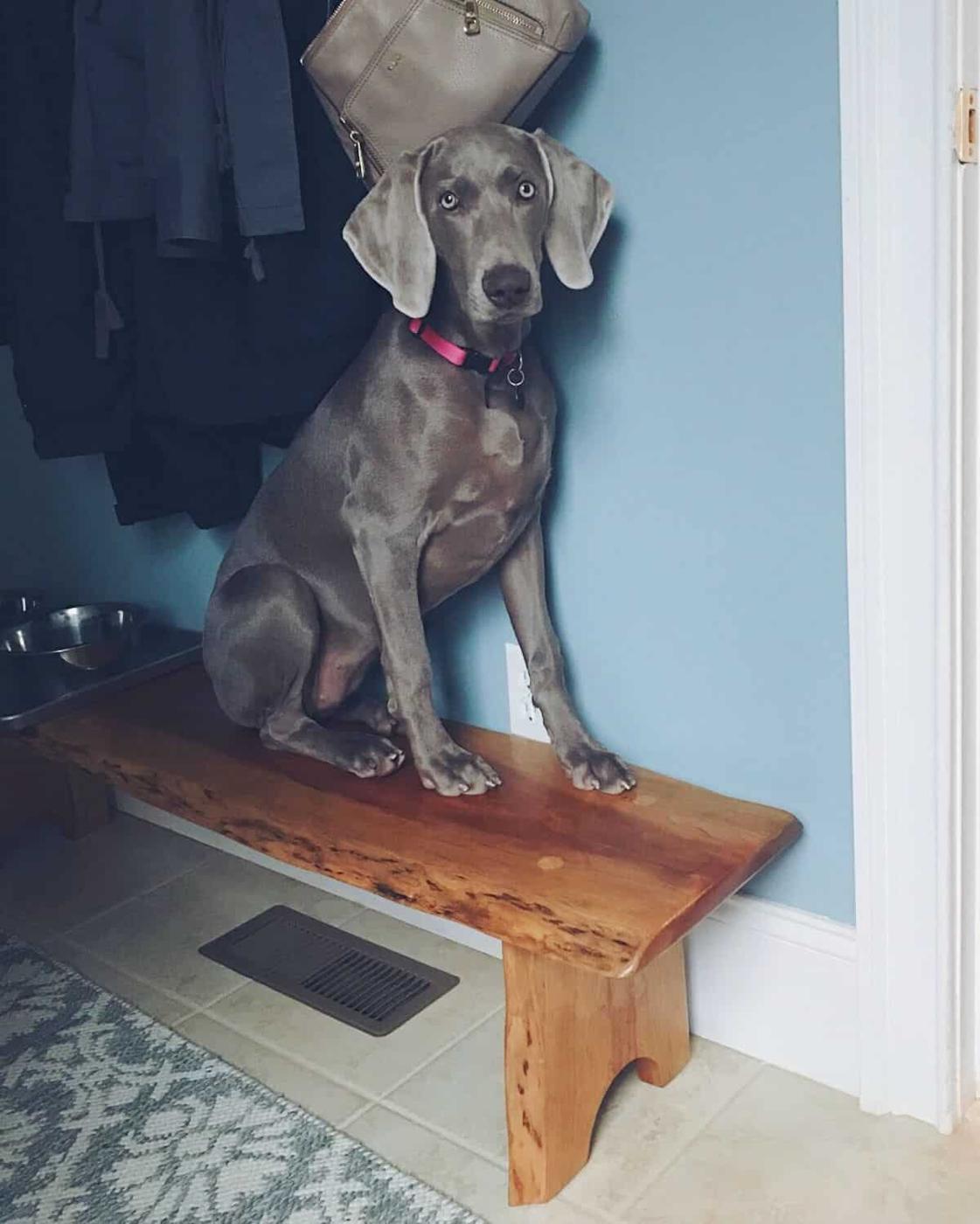 Quirky Weimaraner sitting on a bench.