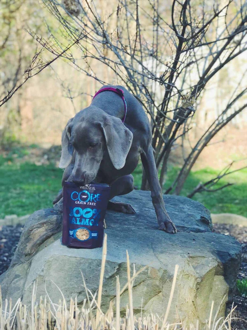 Holly enjoying Wellness CORE RawRev freeze dried salmon treats