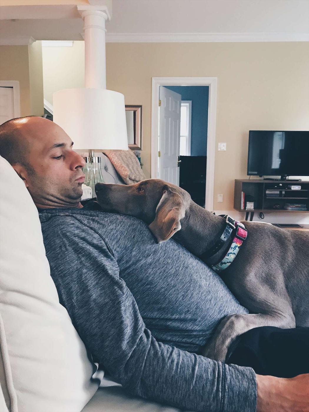 Weimaraner puppy - lap dog