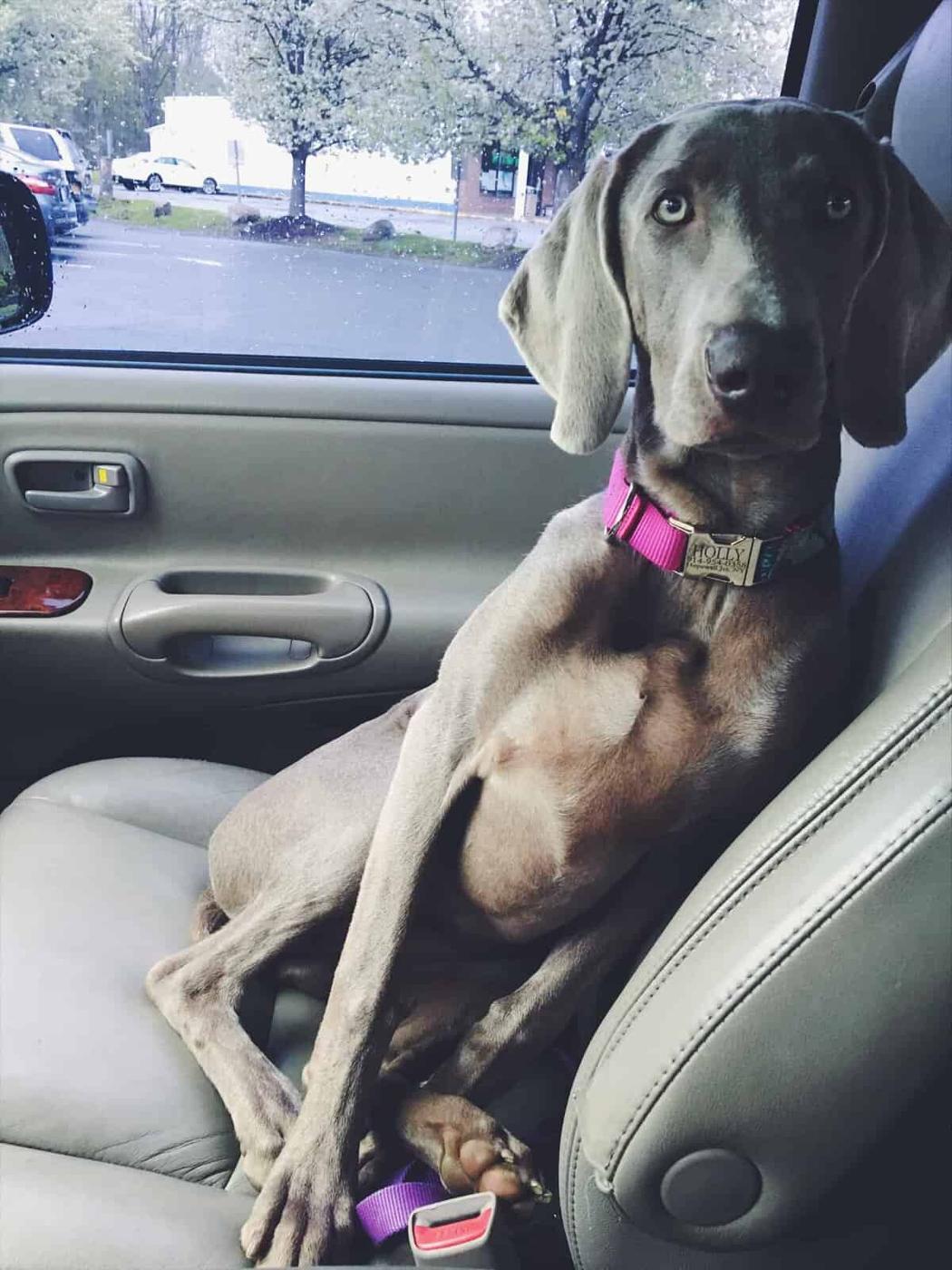Dear Diary, {alternately titled: 1,300+ words about my dog}