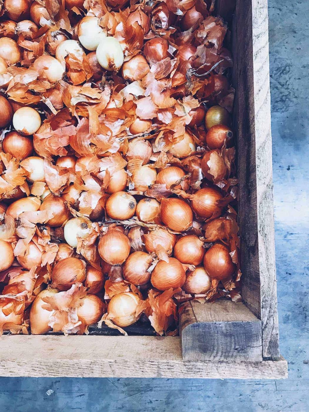 Yellow onions at Minkus Farm