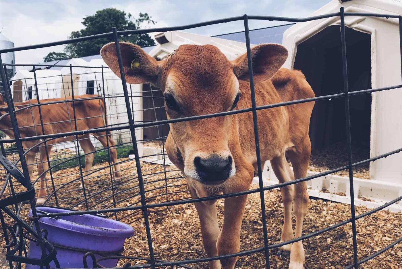 Calf at Richardson Farm in Woodstock, VT