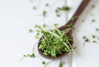 Grow Delicious Sprouts at Home