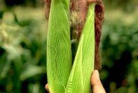 Freezing Corn: A Step-by-Step Guide