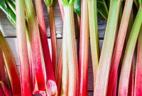 Rhubarb: Sweet and Sour Secrets