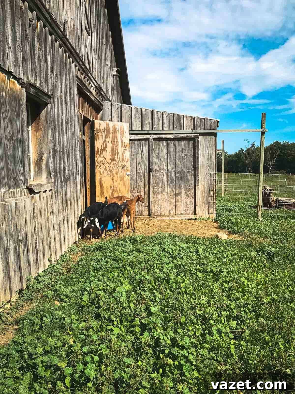 Goats at Sprout Creek Farm in New York, symbolizing a peaceful local farm environment.