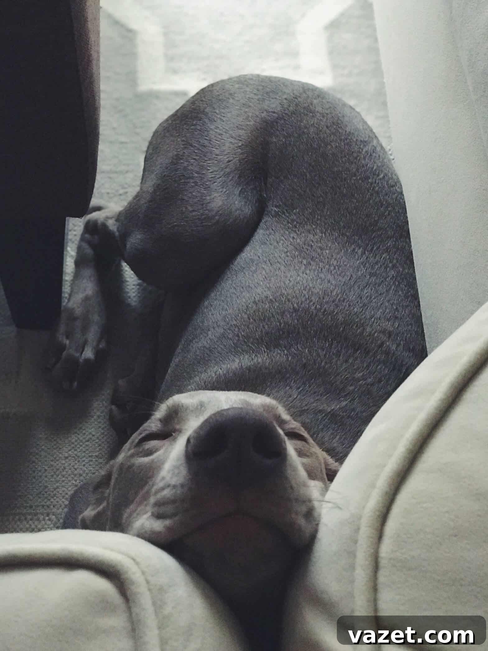 Weimaraner Puppy Sleeping Weimaraner puppy sleeping soundly, a rare moment of peace during intense puppyhood.