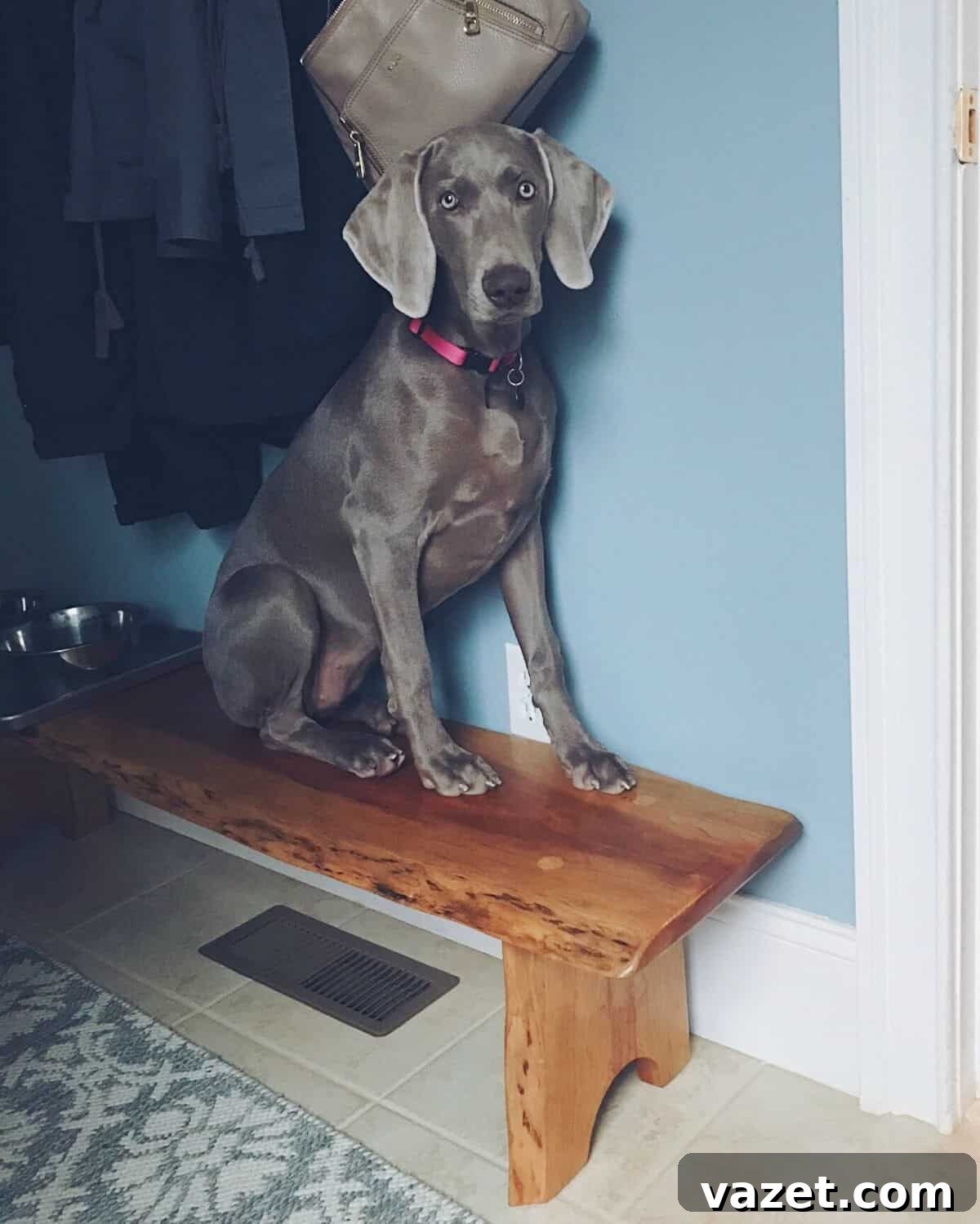 Curious Weimaraner Puppy on a Bench Quirky Weimaraner puppy sitting playfully on a park bench, looking curious.
