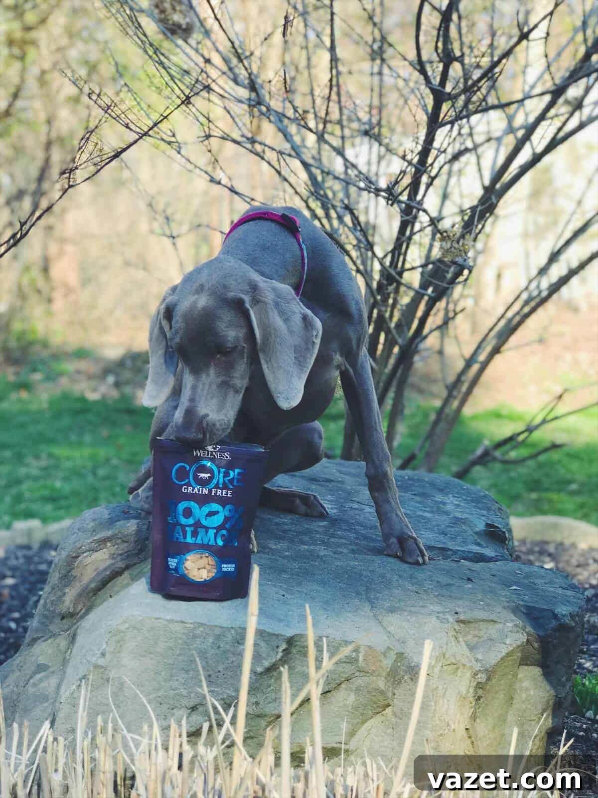 Holly Enjoying Wellness CORE RawRev Treats Holly the Weimaraner enjoying Wellness CORE RawRev freeze dried salmon treats during a training session.