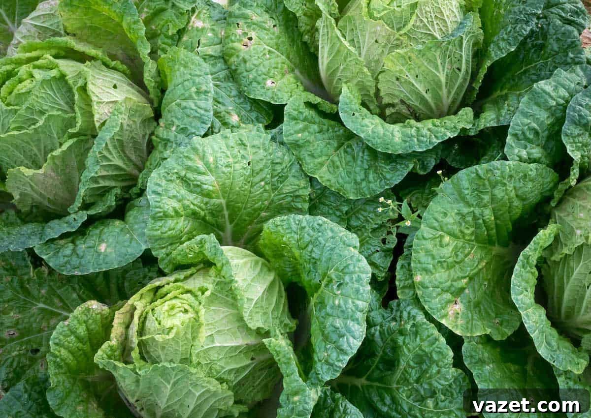 The Ultimate Guide to Freezing Cabbage 2 Fresh green cabbage head on a rustic wooden surface, ready for preparation.
