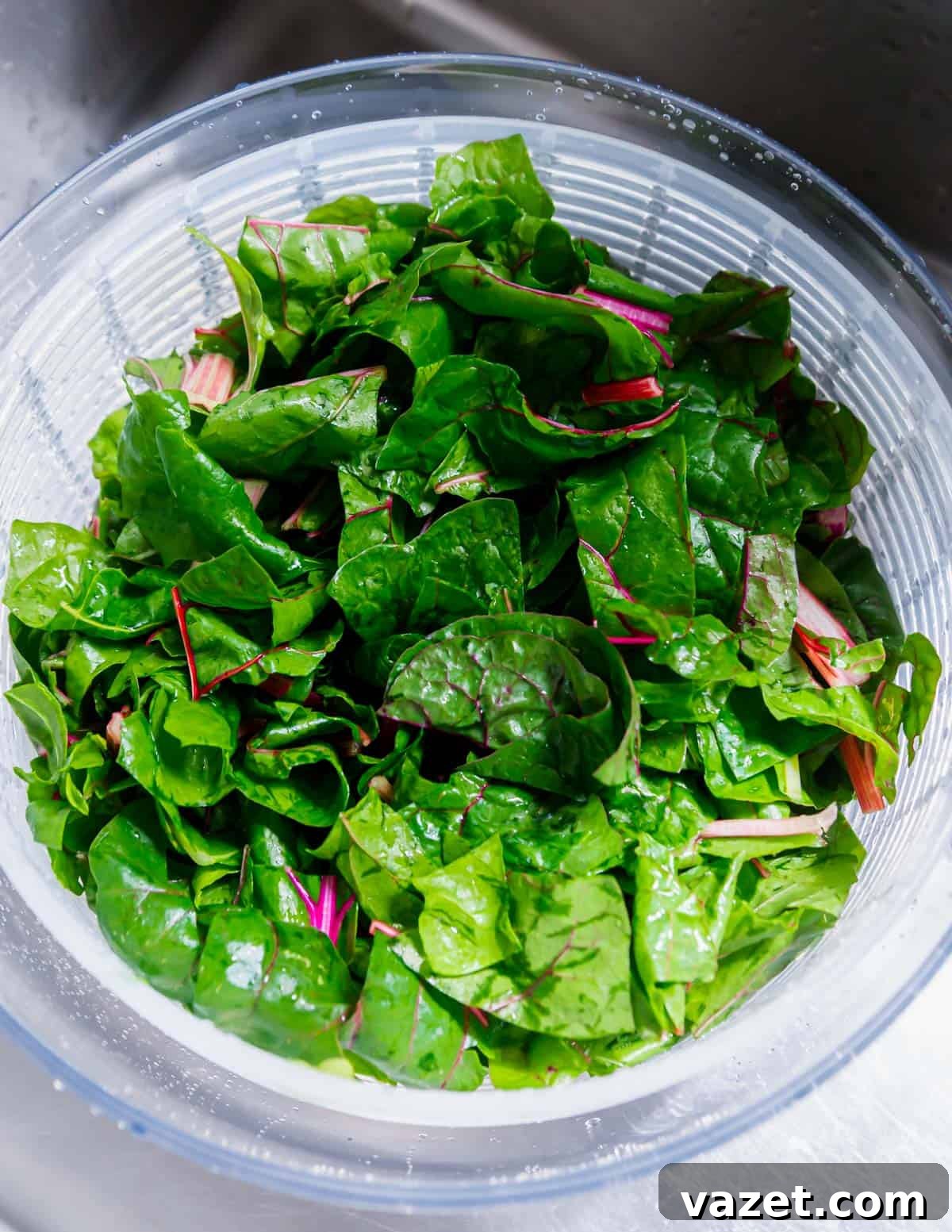 Quick Sauteed Swiss Chard 4 A bounty of freshly washed Swiss chard greens, vibrant and ready for sautéing with aromatic onions, garlic, and ripe tomatoes.